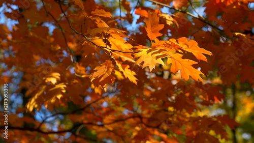 autumn leaves in the park