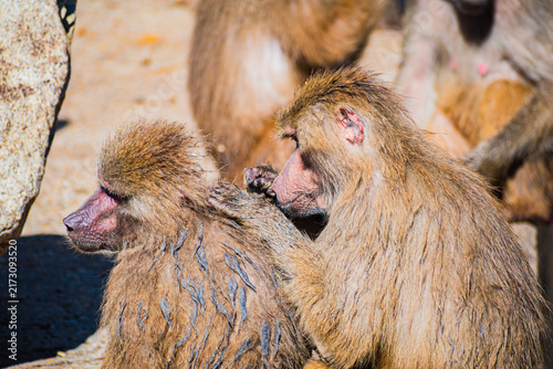Photography yellow baboon (Papio cynocephalus)