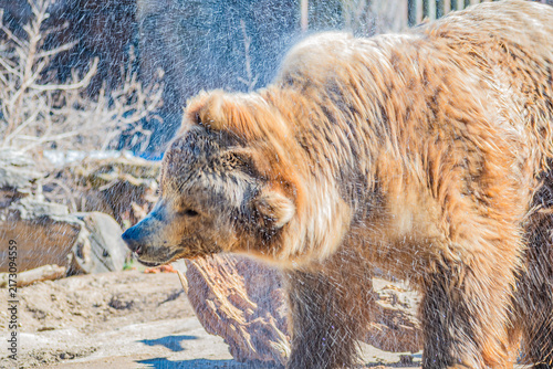 Obraz na płótnie brown bear (Ursus arctos)
