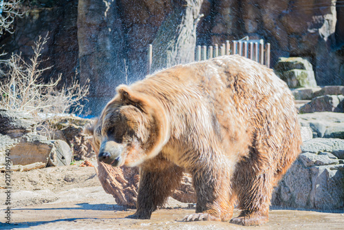 Cuadro en lienzo brown bear (Ursus arctos)