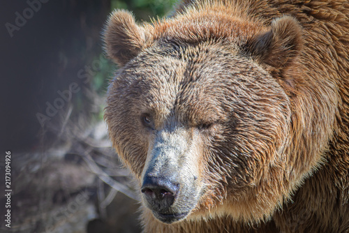 Quadro su tela brown bear (Ursus arctos)