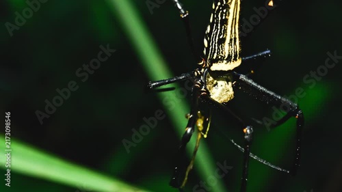 Giant wood spider nephila pilipes wrapping the prey close up