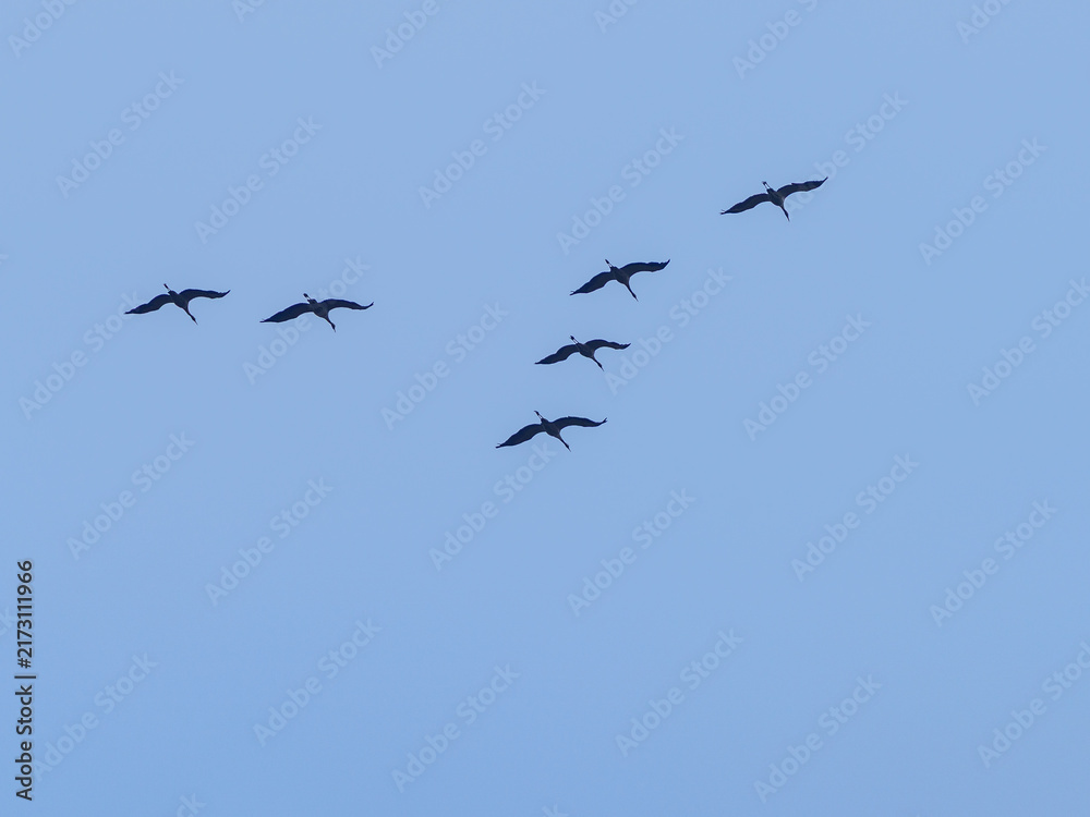 Obraz premium Klucz ptaków migrujących na tle niebieskiego nieba, prawdopodobnie żurawi (Grus grus). Symbol jesiennych i wiosennych przelotów oraz dzikiej natury.