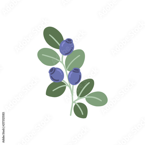 Forest twig wild blueberry. Botanical clipart sweet blue berries huckleberry, green leaves. Healthy nutrition fruit plant. Isolated vector flat illustration