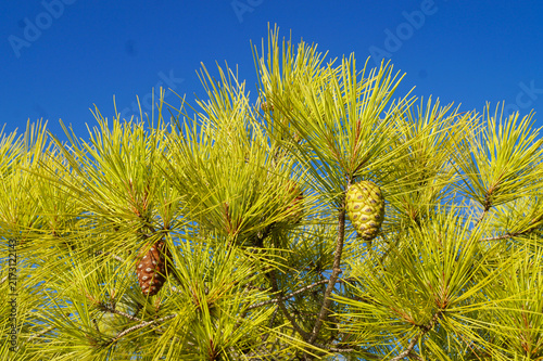 Bild auf Leinwand Aleppo pine (lat