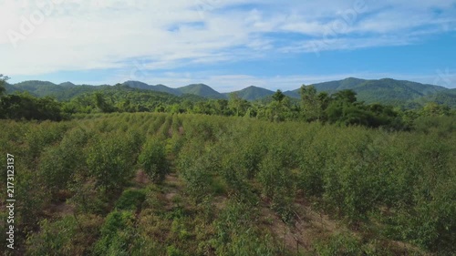 Aerial drone footage showing rows of eucalyptus trees planted in an organized plantation, revealing the pattern of agricultural forestry from above.	