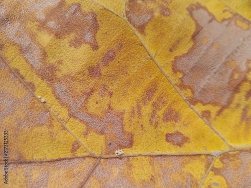 Quadro su tela Stunning macro view of autumnal decay patterns on a withered leaf
