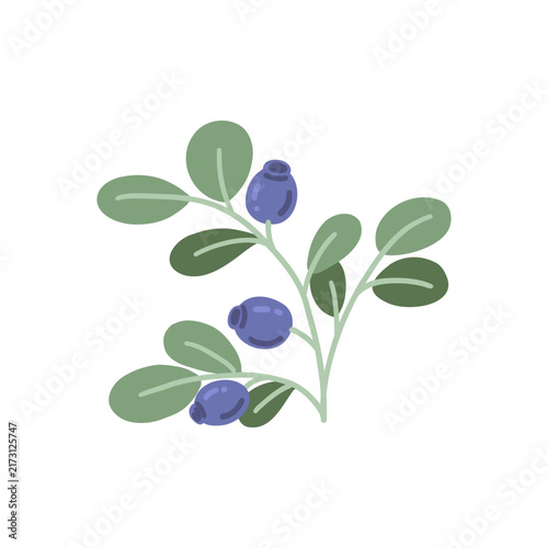 Forest twig with bunch of wild blueberry. Botanical clipart sweet bilberry, green leaves. Healthy vitamin nutrition fruit plant. Isolated vector flat illustration