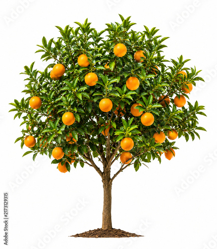 Large Orange Tree Covered with Ripe Citrus Fruits and Green Leaves Isolated