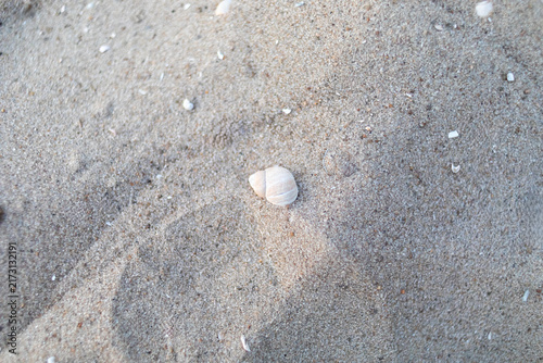 Konstfotografi Single small white seashell resting on textured beach sand, surrounded by tiny s