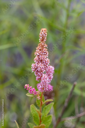 Steeplebush (Spiraea tomentosa) Blooming in Ontario Wetlands