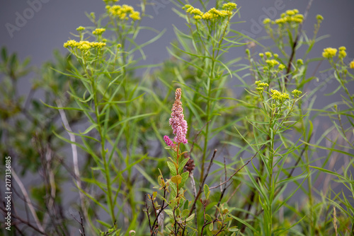 Steeplebush (Spiraea tomentosa) Blooming in Ontario Wetlands