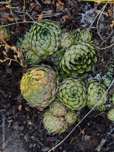 Cuadro en lienzo Wild succulents growing on rocks, top view. Mountain vegetation