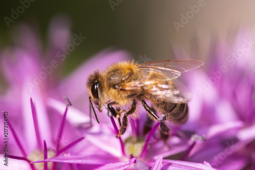 Honey Bee Pollinating Purple Flower Side View Macro