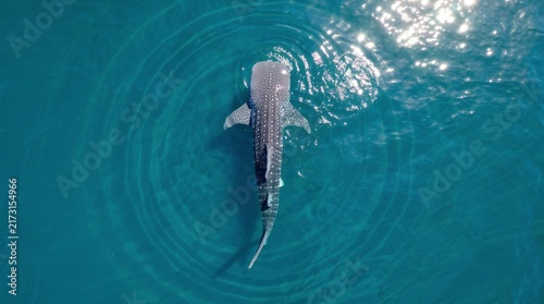 Whale shark swimming in clear blue ocean water aerial view