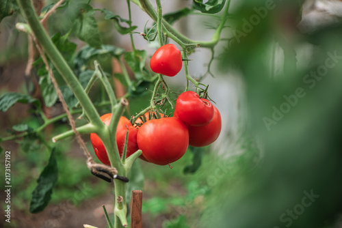 Red tomatoes ripen on a vibrant green vine, supported by stakes and string in a cultivated garden environment, symbolizing fresh harvest and sustainable agriculture