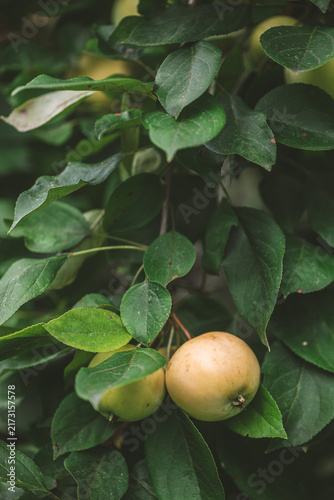 Two fresh apples hanging on a branch surrounded by lush green leaves, representing natural growth, organic farming, and the bounty of nature in a garden environment