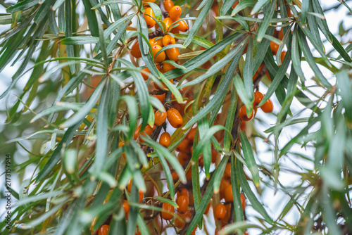 Sea buckthorn berries are thriving on green leafy branches, showcasing a vibrant display of healthy orange fruit ready for harvest, symbolizing natural abundance and wellness