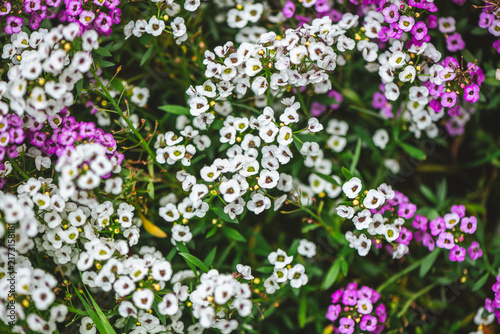 Sweet alyssum flowers displaying vibrant white and purple hues, creating a beautiful groundcover in a lush garden setting, symbolizing natural beauty and spring growth