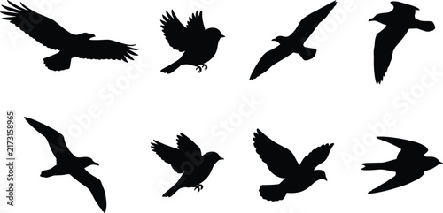 Black Flying Bird Silhouettes Collection with Eagles Hawks and Other Birds in Flight
