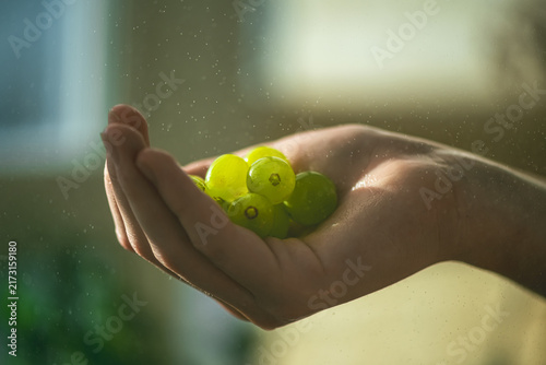 Hand gently cradling a generous handful of fresh green grapes, sparkling with tiny water droplets under soft backlighting, symbolizing freshness, health, and a healthy lifestyle