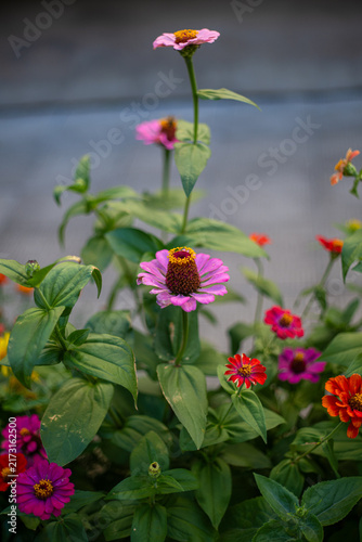 Cuadro en lienzo Vibrant garden blooms adorn a sunny spot with colorful petals reaching for the s