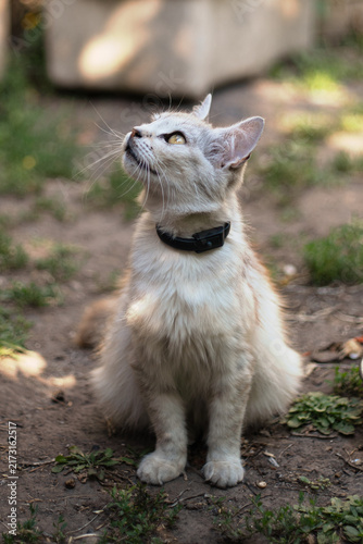 Foto Curious cat gazes skyward in a tranquil garden setting during a sunny afternoon