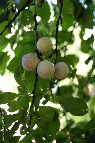Принти на полотні Ripening plums hanging gracefully on verdant branches in summer sunlight