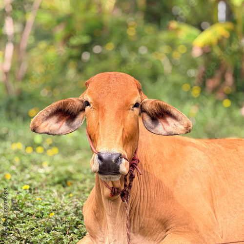 Fotografie close up The brown cow