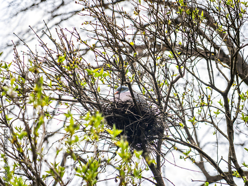 Common wood pigeon sitting in nest on tree branch in spring.