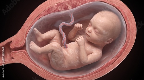 Konstfotografi Detailed medical 3D rendering of human fetus developing inside womb