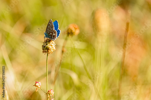 Canvastavla Polyommatus bellargus, adonis blue butterfly, on a sunny summer day