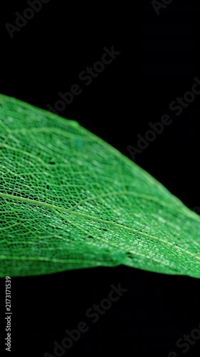Green Skeleton Leaf Rotating on Black Background. Macro view of a delicate translucent leaf skeleton rotating smoothly against deep black.