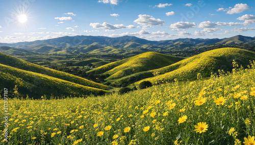Scenic mountain meadow covered with blooming yellow wildflowers under bright blue sky