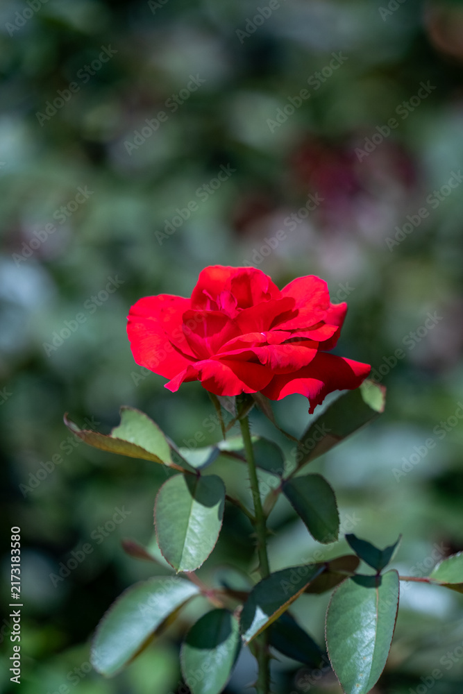 Obraz premium 縦構図の赤い薔薇