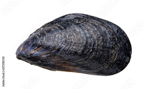 Cuadro en lienzo Single dark mussel shell with textured surface isolated on transparent backgroun