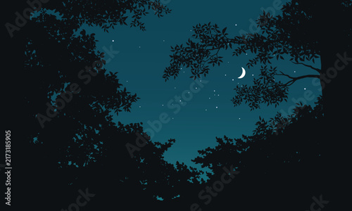 Dark forest frames a starry night sky
