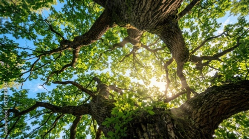 Low angle view of lush green oak tree canopy with sunlight.