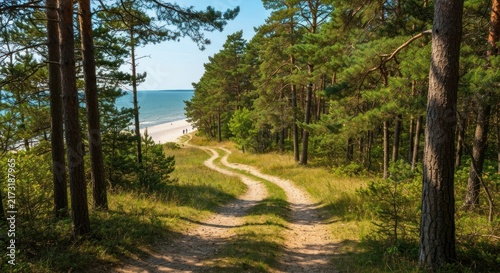 Forest path winds to a beach with ocean views on a sunny day