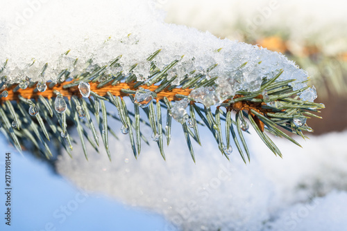 A close-up of an evergreen spruce branch laden with snow and melting ice droplets, capturing winter light, crisp texture and delicate frozen details for seasonal, nature and holiday imagery