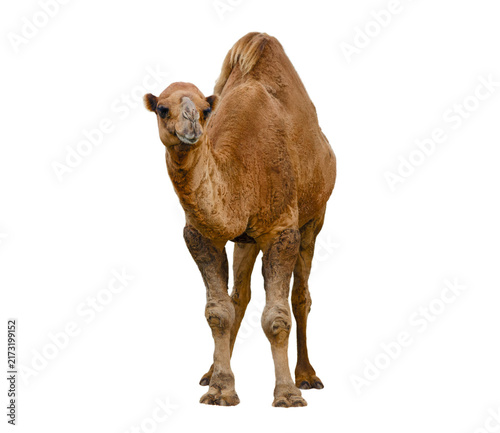 Obraz na plátne Camel isolated on white background looking at the camera