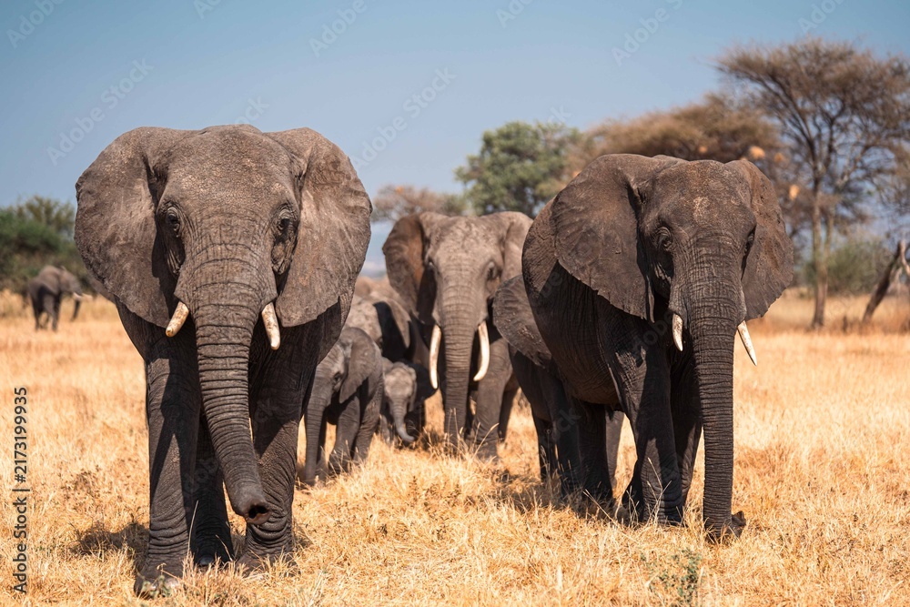 Fototapeta premium Elephant Herd Walking Across Open Plains, Tanzania Safari, East Africa