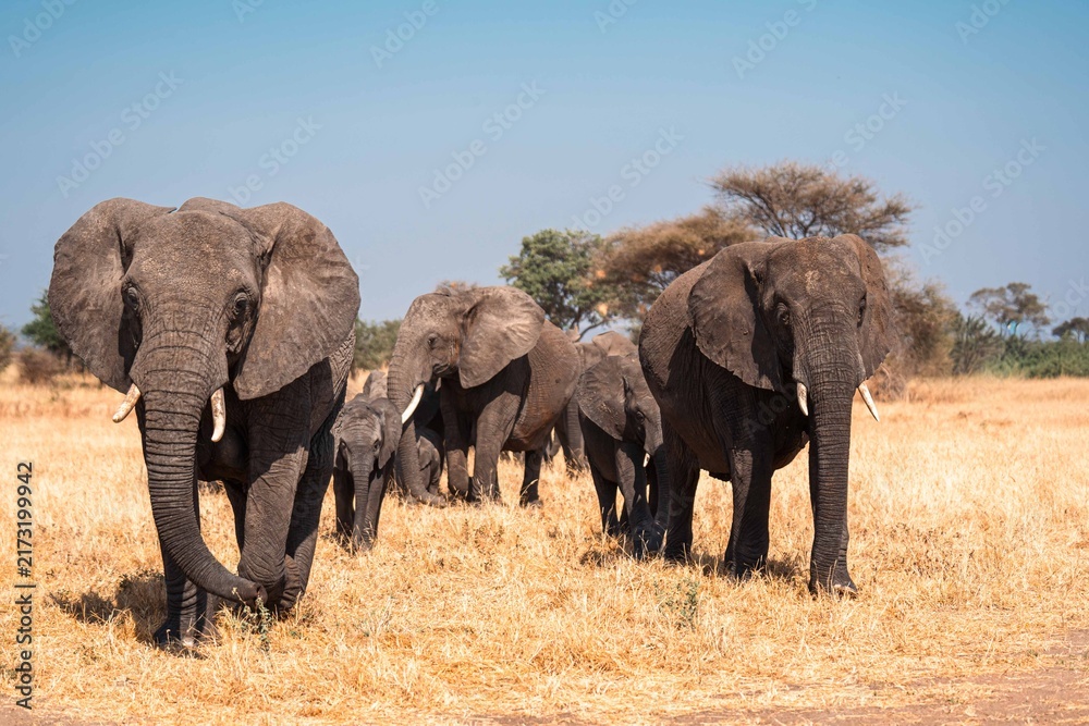 Fototapeta premium Elephant Herd Walking Across Open Plains, Tanzania Safari, East Africa