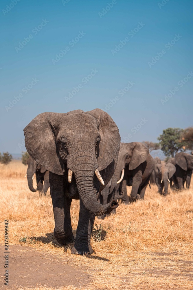 Obraz premium Elephant Herd Walking Across Open Plains, Tanzania Safari, East Africa