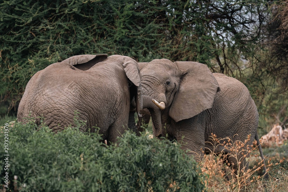 Fototapeta premium Two Male Elephants Interacting with Trunks Entwined, Tanzania