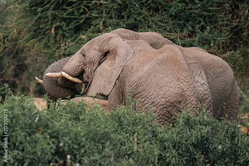 Fotografía Two Male Elephants Interacting with Trunks Entwined, Tanzania