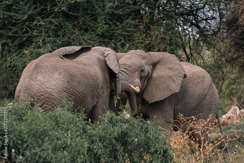 Obraz na plátne Two Male Elephants Interacting with Trunks Entwined, Tanzania