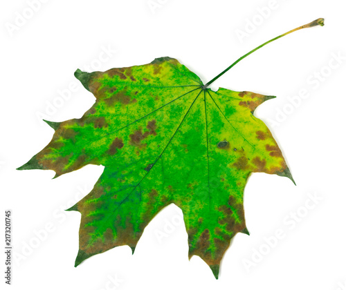 Multicolor maple leaf