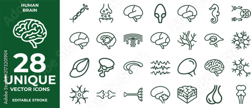 Human brain anatomy and neurology line vector