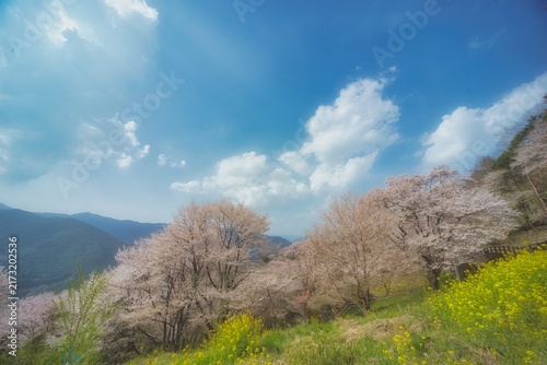 高知　ひょうたん桜公園の風景